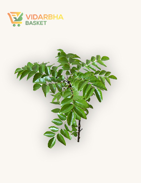 aliquam quat voluptatem